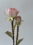 IMG_6679