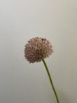 IMG_4916