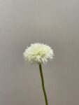 IMG_4935