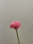 IMG_4935