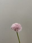 IMG_4935