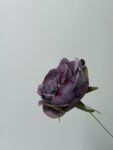 IMG_8419