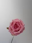 IMG_8455