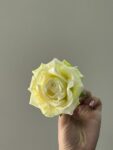 IMG_8568