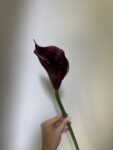 IMG_3917