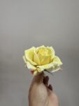 IMG_7115