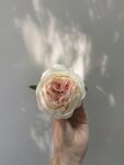 IMG_0085
