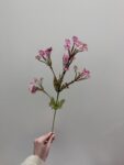 IMG_4585