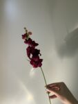 IMG_0107