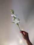 IMG_0111