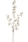 SUN786#2241#APRICOT#1_m