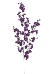 SUN786#3506#EGGPLANT_m