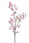 SUN849##LT PINK#2_m