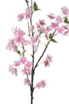 SUN849##LT PINK#2_m