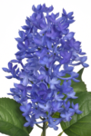 TPY1003#10#VIOLET#1 (Niestandardowe)_m