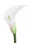 ANA1013#1#CLEAR WHITE_m