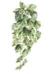 ART IVY02##GREEN WHITE#1_m (1)
