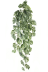 ART IVY04##GREEN WHITE#1_m (1)
