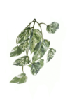 ART IVY04##GREEN WHITE#1_m (1)