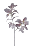 ART277##POWDER MAUVE#2_m