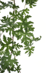 BL067##GREEN#1_m