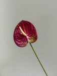IMG_7937