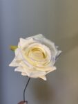 IMG_8791