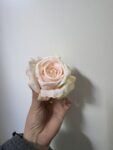 IMG_9331