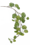 JUN085##GREEN#1_m
