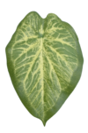 JUN107##GREEN YELLOW_m