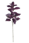 KLM1231##PURPLE#1_m