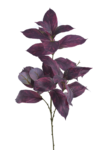 KLM1231##PURPLE#1_m