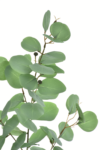 LIU539##POWDER GREEN#1_m