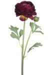 REN2003##EGGPLANT#2_m