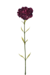 SUN005#3369V#BURGUNDY_m