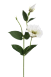 SUN357#1739#WHITE DIRTY GREEN#2_m
