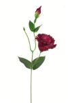 SUN357#2914#DEEP BURGUNDY#2_m