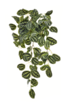 YD345##WHITE GREEN#1_m