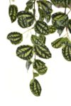 YD345##WHITE GREEN#1_m