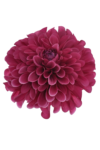DES008#11#FUCHSIA_m