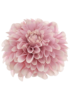 DES008#18#PINK EDGE CREAM_m