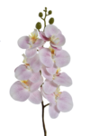 ECO033##POWDER PINK#1_m