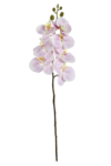 ECO033##POWDER PINK#1_m