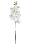 ECO033##WHITE#1_m