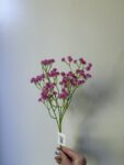 IMG_0842