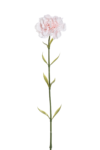 SUN005#2036#POWDER PEACH_m