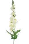 SUN498#1652A#WHITE GREEN#2_m