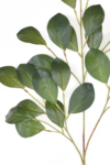 GREE015##GREEN#1_m
