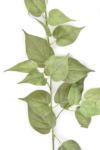 GREE065##GREEN#1_m
