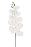 LEV029##WHITE_m